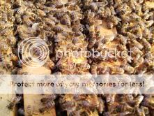 bees2.jpg
