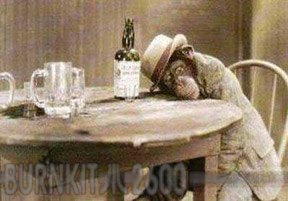 drunk-monkey.jpg