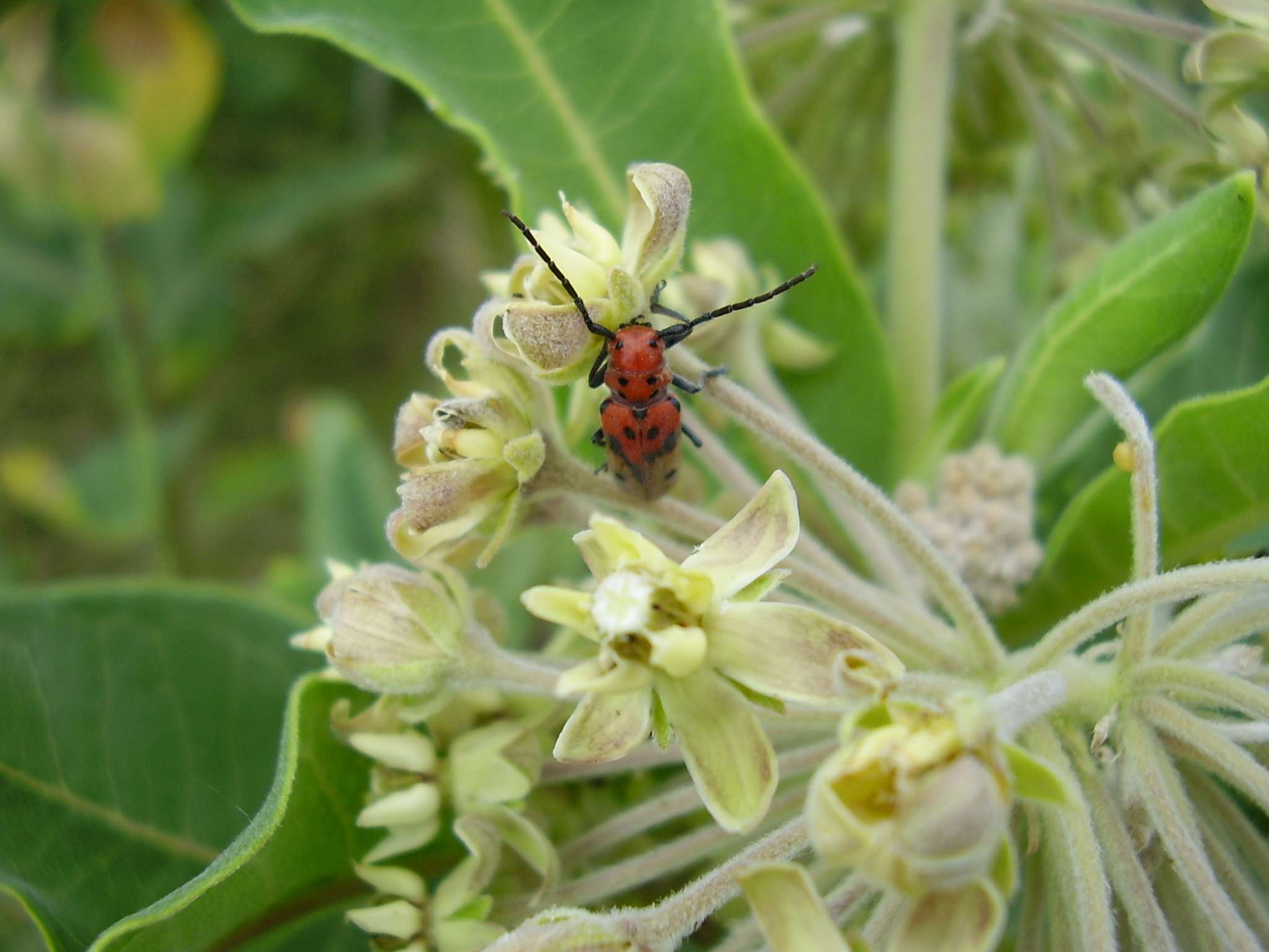 priarieredbug2.jpg