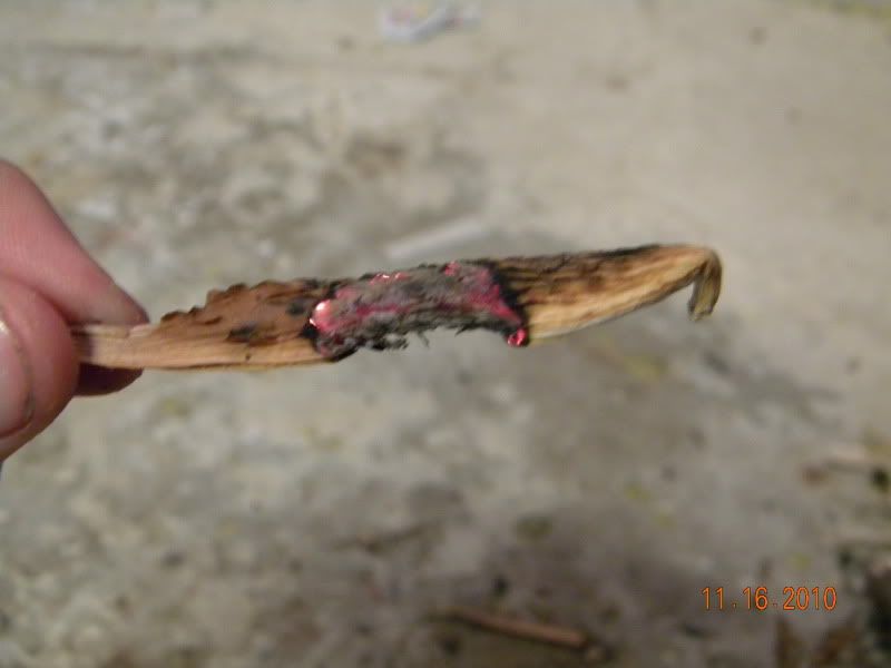 DSCN3108.jpg