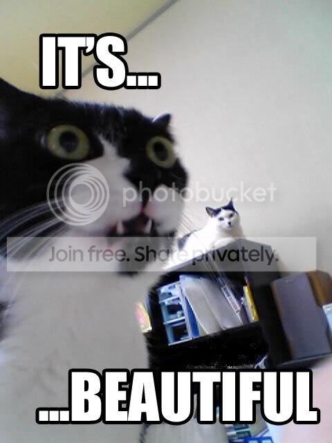 cat-its-beautiful-757604.jpg
