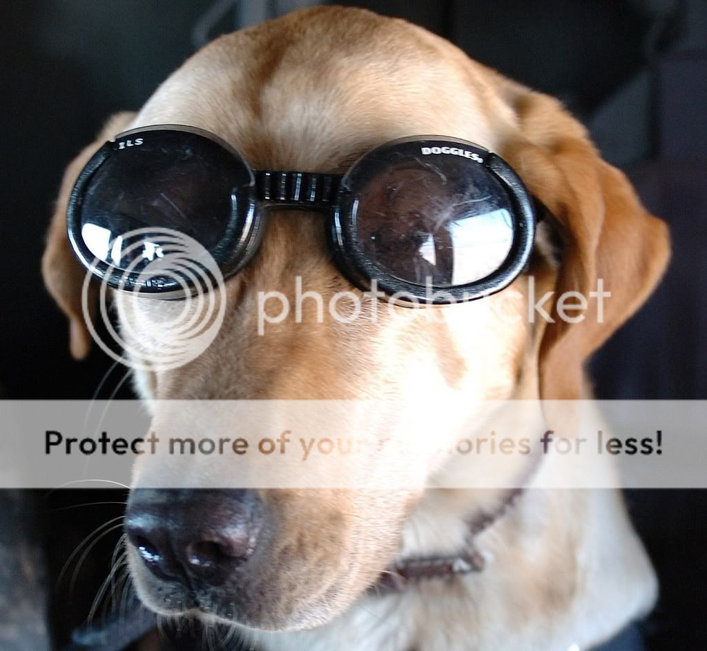 dog-goggles.jpg