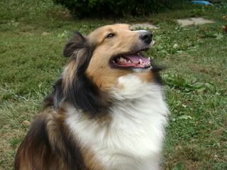 dogsgonewild001.jpg