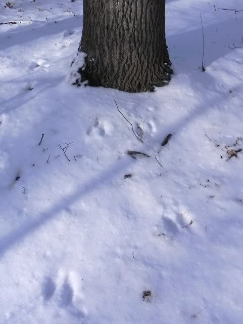 squirrel3.jpg