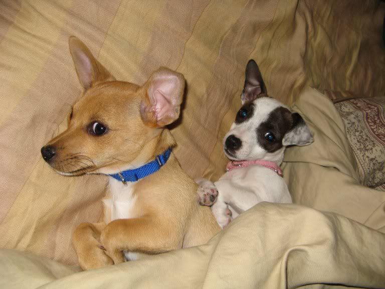 Pups.jpg