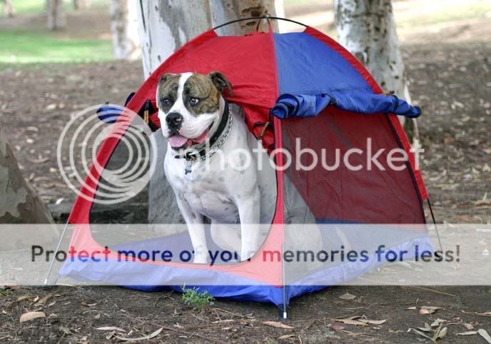 pet_tent2.jpg