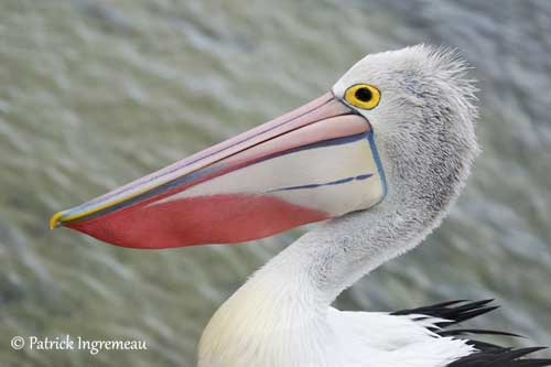 pelican-lunettes-pi9.jpg