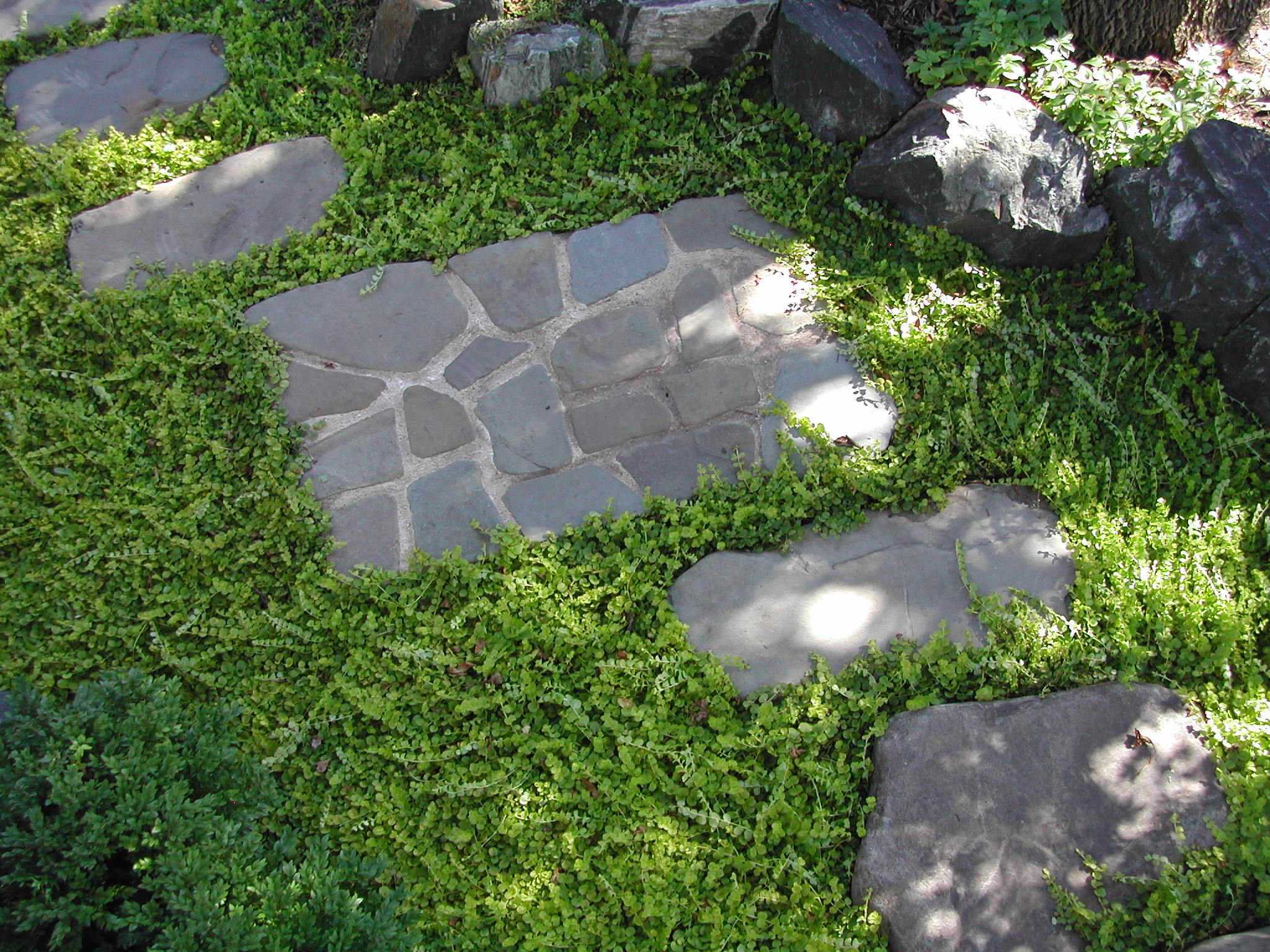 Groundcover.jpg