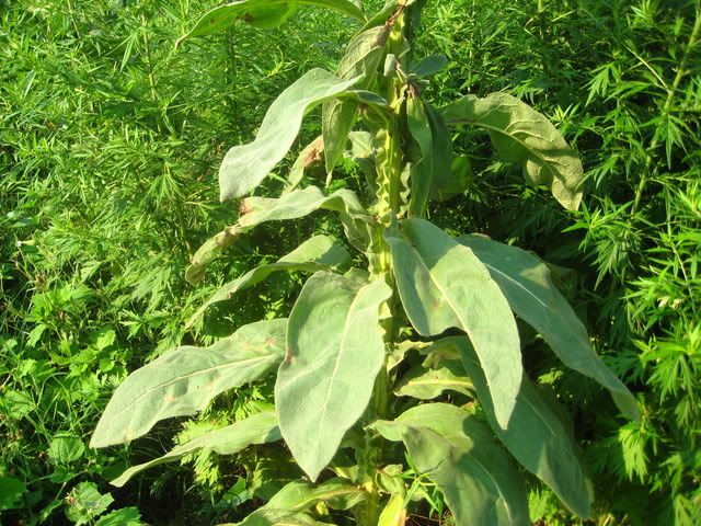plants040.jpg