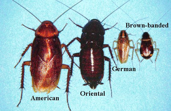 roach.jpg