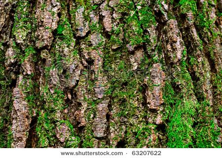 stock-photo-mossy-bark-63207622.jpg