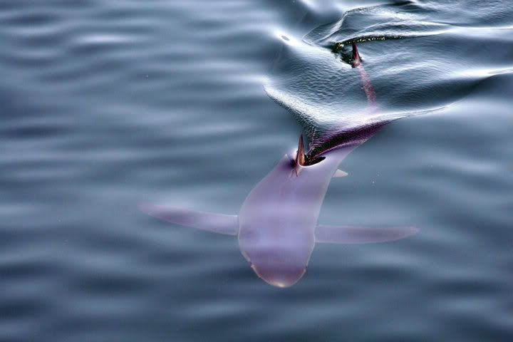 bluesharkfromMysticete.jpg