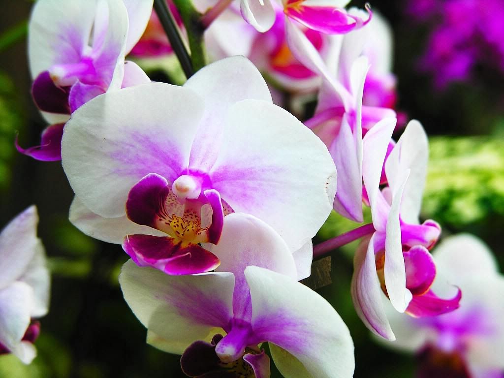 Orchid-20-Z2F02F39VN-1024x768.jpg