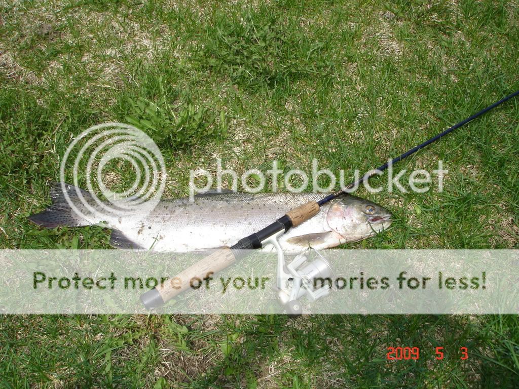 Steelheads002.jpg