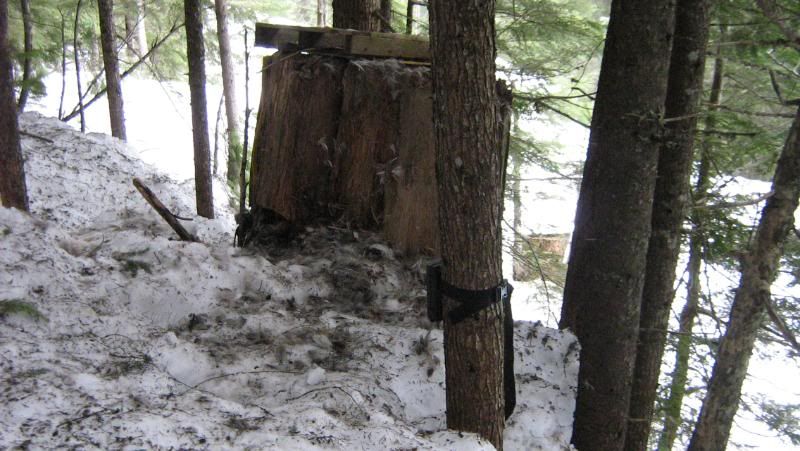 beaver2011031.jpg