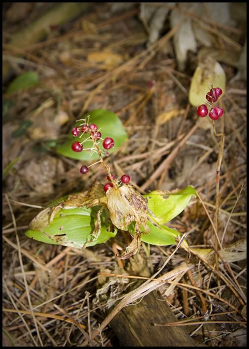 Berry1.jpg