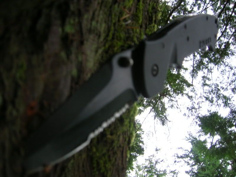 woodswalkingPicture026.jpg