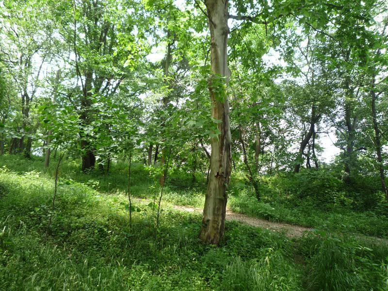 P1060864.jpg