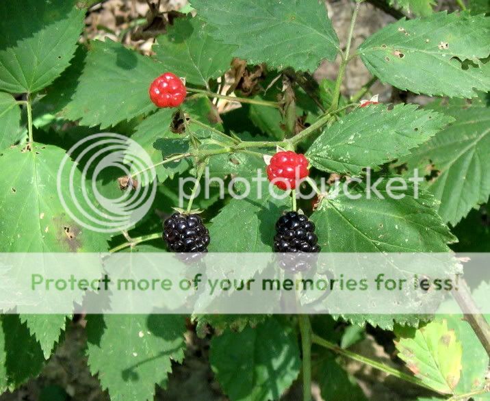 IMG_1008.jpg