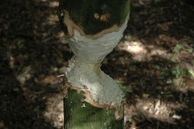 Afbeelding079.jpg