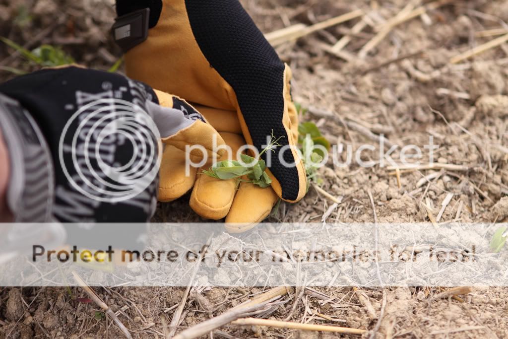 _MG_3650.jpg