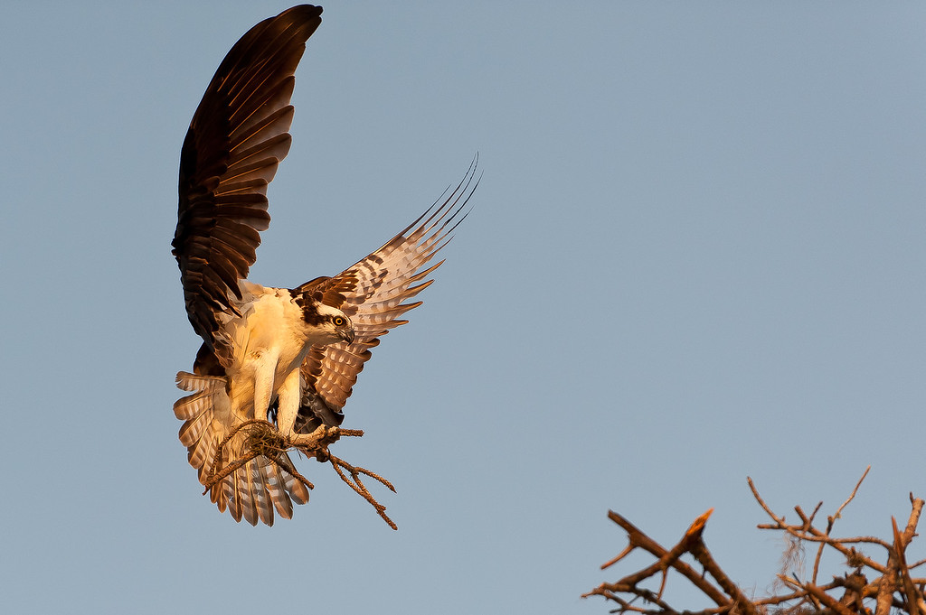 Osprey%20Nest%20Building-2-XL.jpg