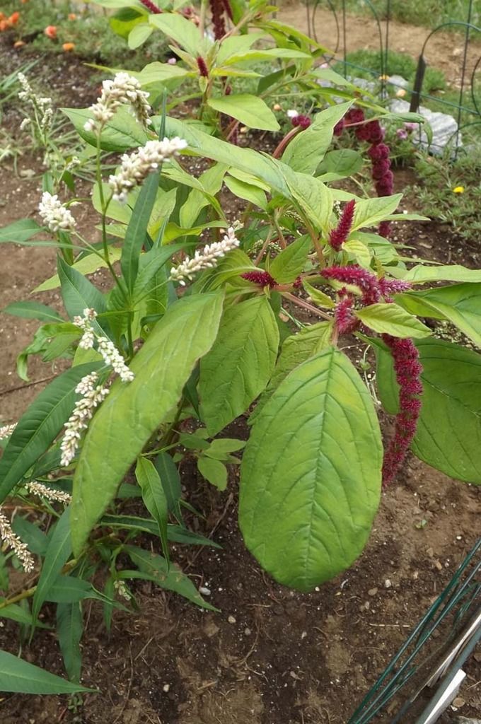 037%20AMARANTH%20750%20MED_zpsgyozit7d.jpg
