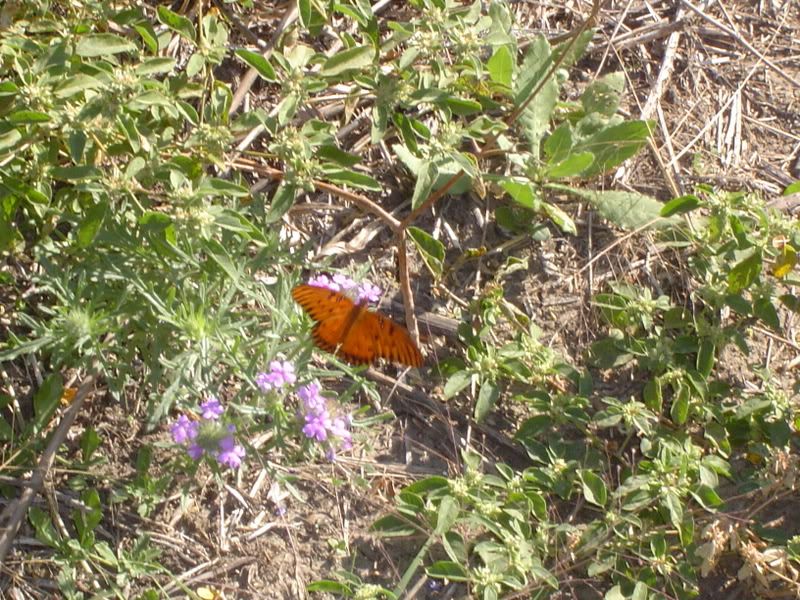 DSC09030.jpg