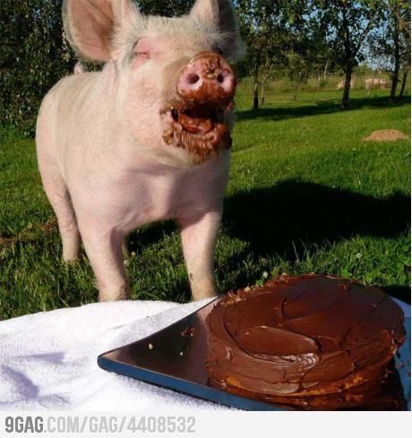 HappyPig.jpg