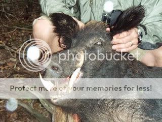 boar1.jpg