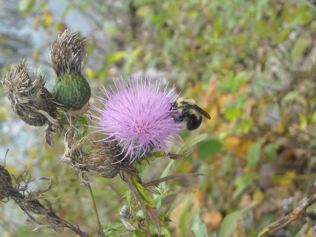 DSCN1241.jpg