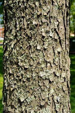 bark1.jpg