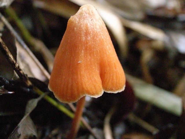 2008.10.04.R0016599.JPG