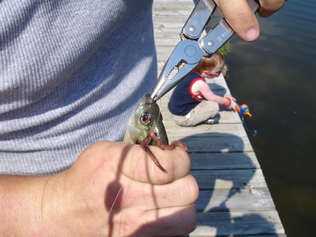 sptfish.jpg