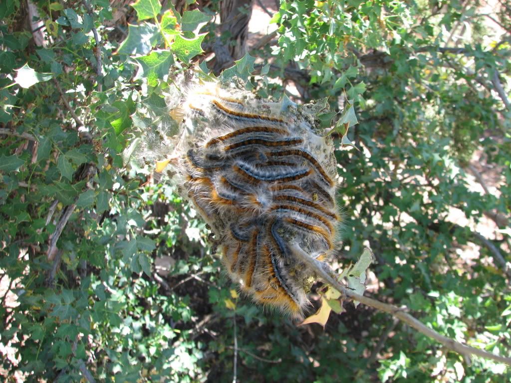 IMG_2141.jpg