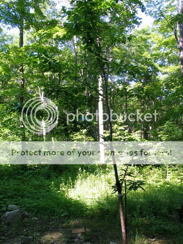 IMG_3178.jpg