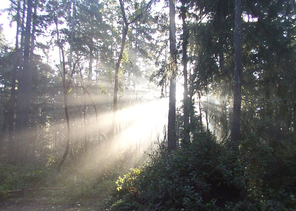 morningbackyard.jpg