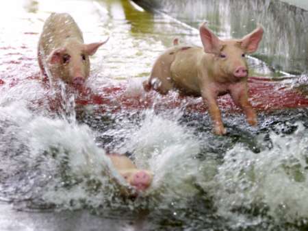 thaipigswimming.jpg