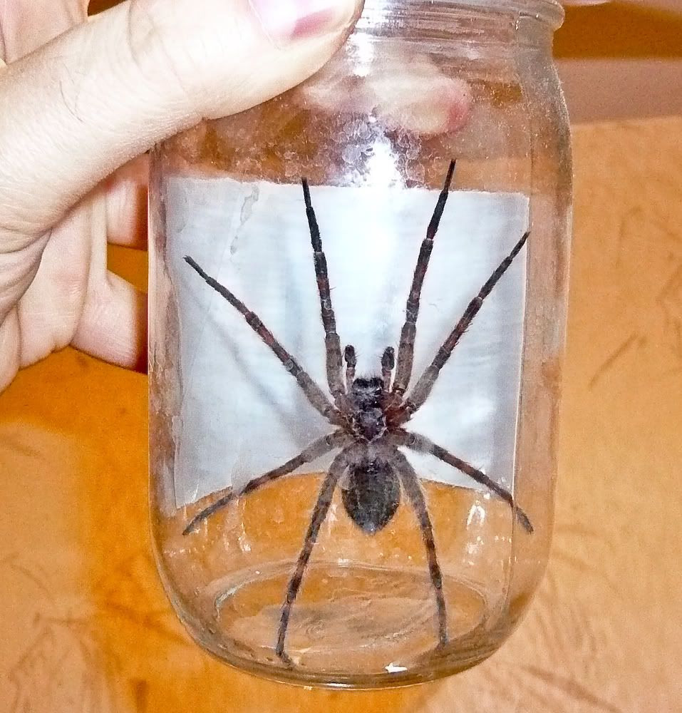 Spider-2.jpg
