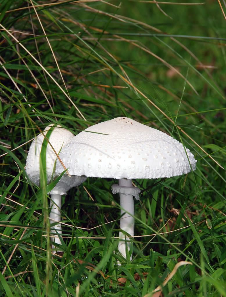 Fungus.jpg