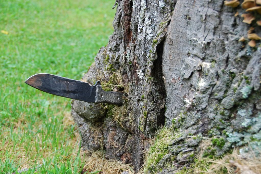 Busse001.jpg