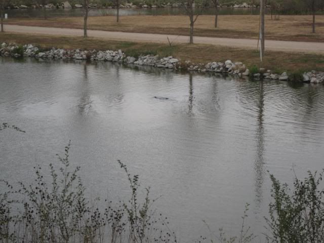 IMG_1181.jpg