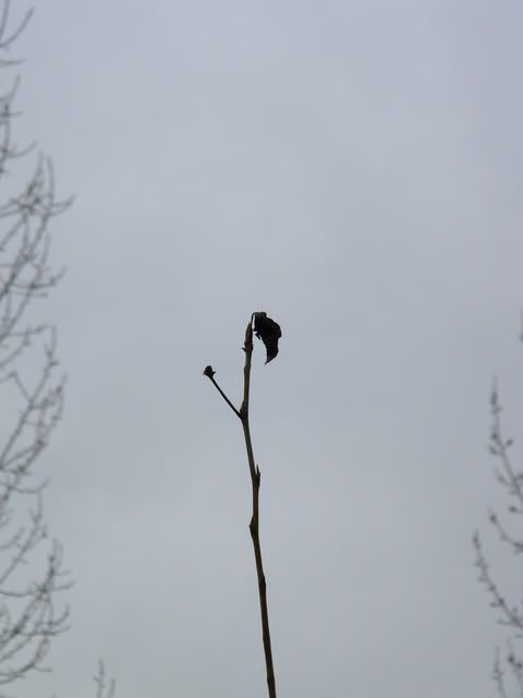 april10040.jpg