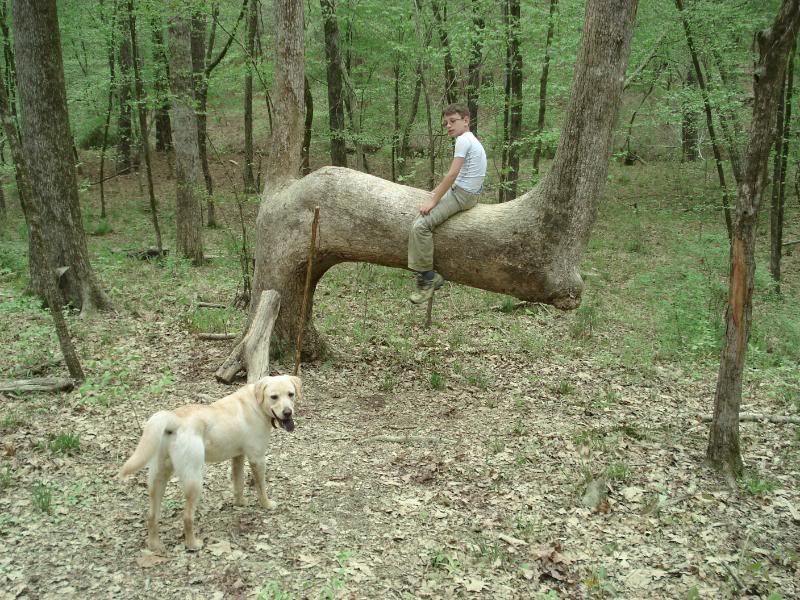 SittingTree.jpg