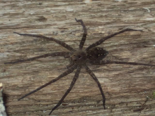 DSC00546.jpg