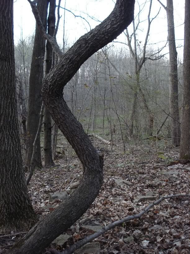 politiciantree.jpg