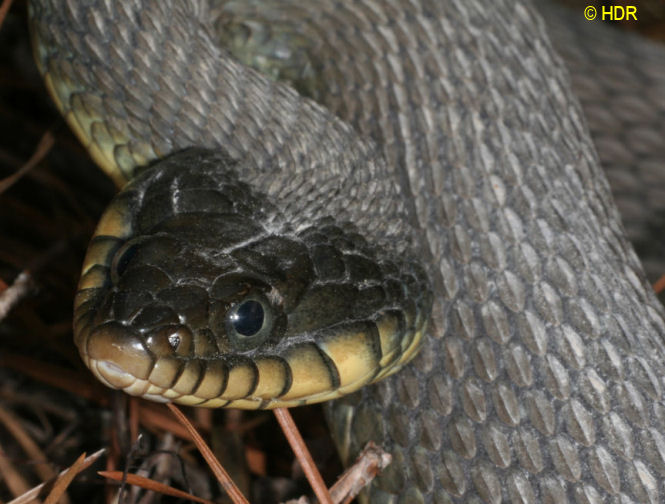 YB%20Watersnake%20face%202%20rez.jpg