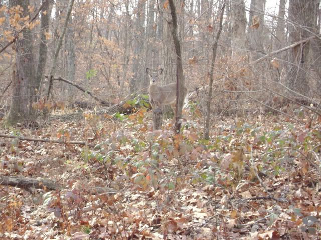 DSC00045.jpg