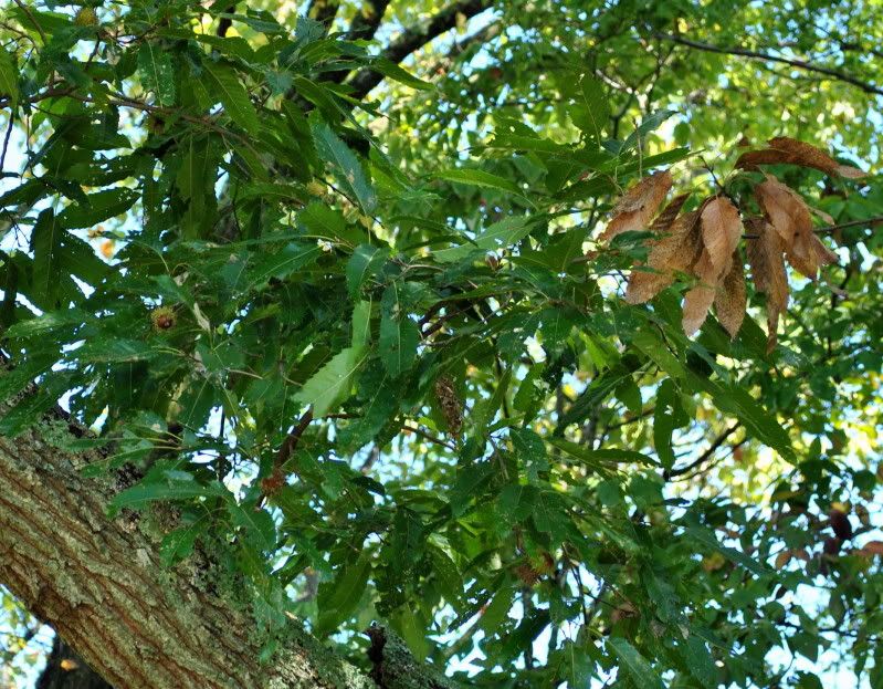 DSC_3580.jpg