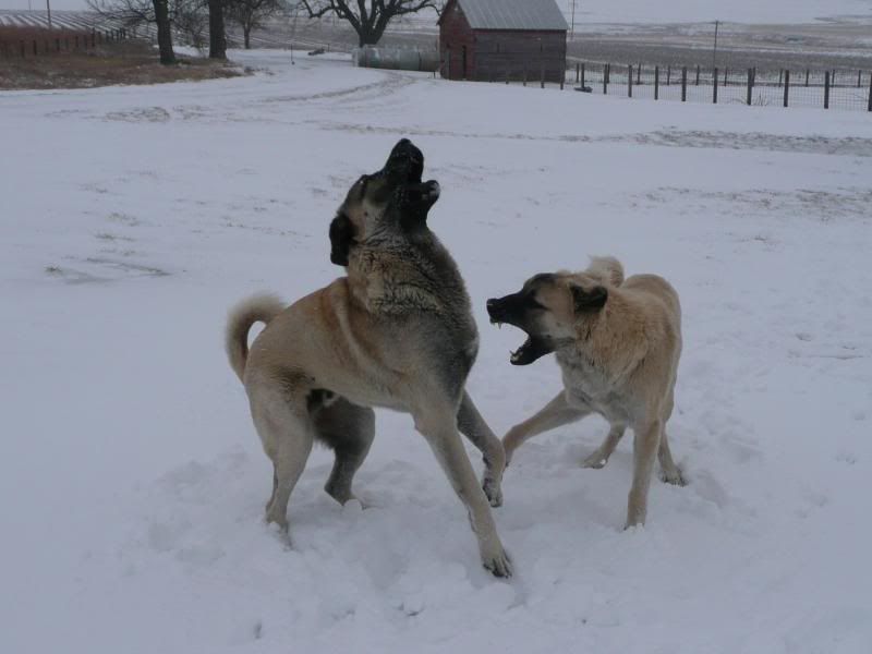 P1000890OzzieBaxterfirstsnow12-06-2.jpg